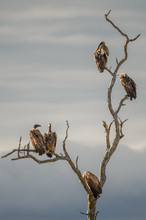 A Flock Of White-backed Vultures (gyps Africanus) Perched On The Branches Of A Dead Tree Against A Cloudy Sky In The Kruger National Park, South Africa.