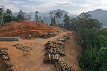 Wall Mural - Logging. Aerial drone view of deforestation environmental problem in Malaysia 