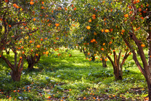 Tangerine Trees And Green Field