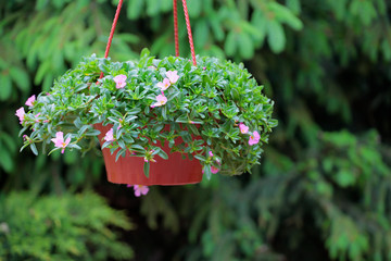 garden flower plastic brown pot fir tree background nobody 