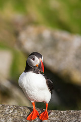 Wall Mural - Puffin bird on a rock