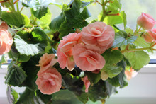 Begonia Tuberhybrida In A Pot On The Windowsill Close Up