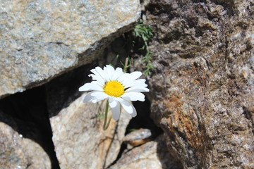 white flower on a rock