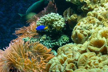  Colored coral reef with tropical fish