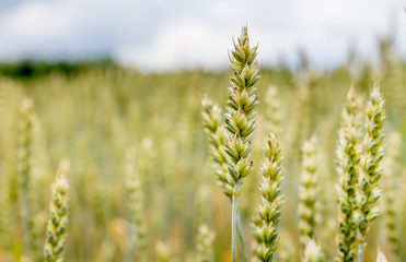 golden wheat field and sunny day. Ears of wheat or rye close up, on the field.