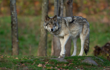 Wall Mural - A lone Timber wolf or Grey Wolf Canis lupus on top of a rock looks back on an autumn day in Canada