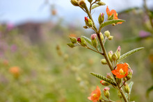 Closeup Of Tall Orange Desert Wildflower With Mountain Bokeh Background.
