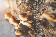 Mushrooms Or Fungus On A Tree. Close Up