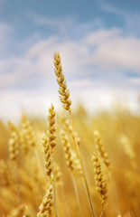 Wall Mural - Wheat field. green ears of wheat or rye on blue sky background. Rich harvest Concept.