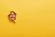 Glad Caucasian man with toothy smile, has bristle, looks positively aside, shows face in paper hole, isolated over yellow background with blank space. Positive emotions. Man peeks through ripped paper