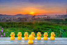 Plastic Yellow Duck Toy  In A  Formation During Beautiful Sunrise.