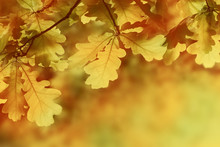 Autumn Yellow Oak Leaves Background. Plant And Botany Nature Texture