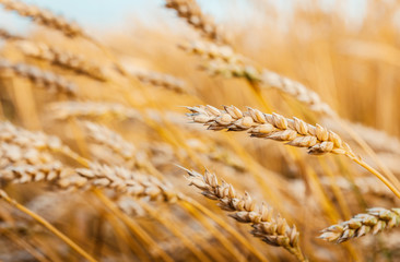 Wall Mural -  Wheat field with the sun. Golden wheat ears close-up.