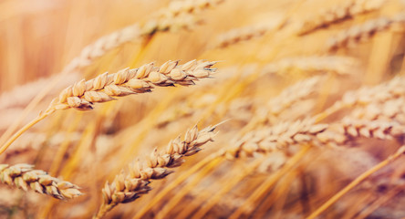 Wall Mural - Wheat field. full of ripe grains, golden ears of wheat or rye close up.