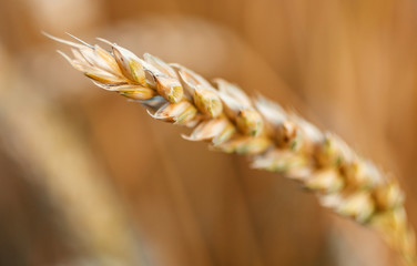 Wall Mural - Wheat field. green ears of wheat or rye on fantastic sky background.