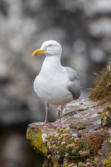 Sticker - Close up view of European herring gull (Larus argentatus).