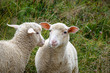 2 moutons