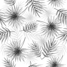 Palm Leaves On A White Background. Seamless Pattern Of Black White Leaves.