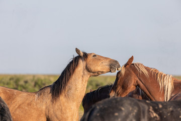 Wild Horse Stallions Fighting in the Utah Desert in Spring