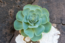 Close-up From A Houseleek On Volcanic Rock In The Highlands Of La Gomera. The Aeonium Is A Succulent, Perennial, And Nativ Plant On The Canary Islands