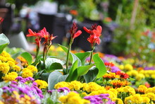 Multicolored  Flower Carpet With Canna Indica, Gazania, Purple Salvia And Other Blooms. Selected Focus. 