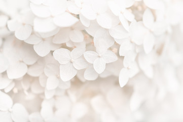 Background small white flowers hydrangea, texture. Selective focus. Beautiful and dreamy art image.