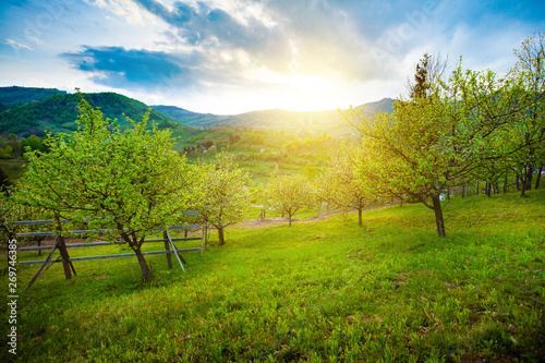 Fotomural Beautiful orchard in hills area in spring