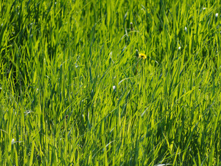 Background bright green grass.