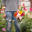 © goodmoments - Closeup of a young woman collecting a bouquet of beautiful multi-colored garden flowers. The girl is holding a freshly cut bouquet of dahlias, common zinnia and snapdragon flowers. Gardening