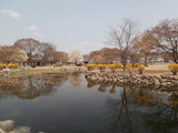 Fototapeta Tęcza - Photo pond in the korean park.Beautiful soothing landscape  Asian landscape in spring: a pond framed by ornamental stone, flowering bushes and trees.