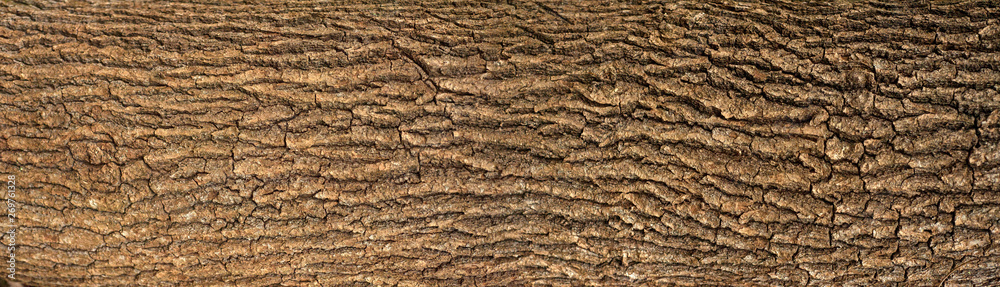 Embossed texture of the bark of oak with green moss. Panoramic photo of the oak texture. - obrazy, fototapety, plakaty 