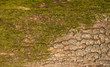 Embossed texture of the bark of oak with green moss. Panoramic photo of the oak texture.