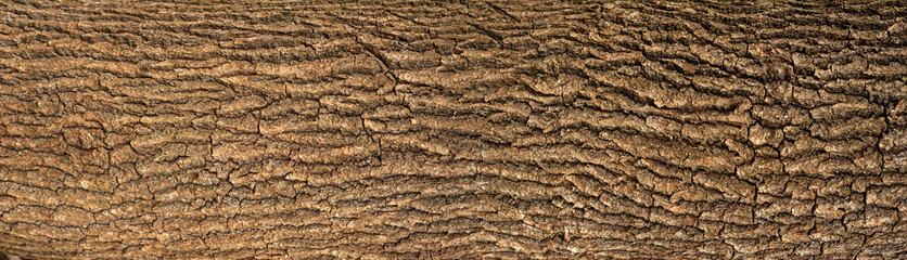 Embossed texture of the bark of oak with green moss. Panoramic photo of the oak texture.