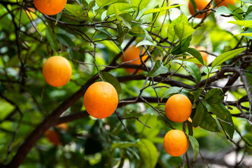 Wall Mural - orange fruit on the trees