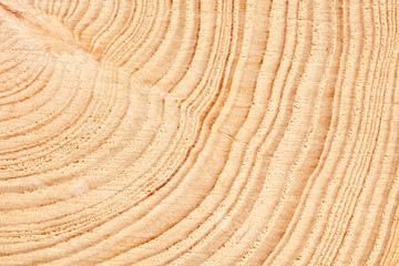 Poster - Large circular piece of wood cross section with tree ring texture pattern and cracks background. Detailed organic surface from nature.