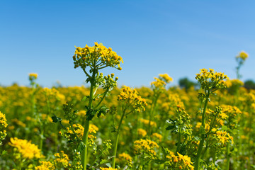 Wall Mural - Balsam Ragwort