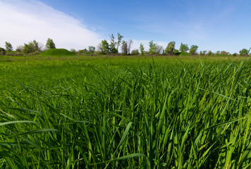 Poster - Open grass field