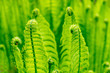 © Elena Shi - Fern blooms in spring. Fresh plant.