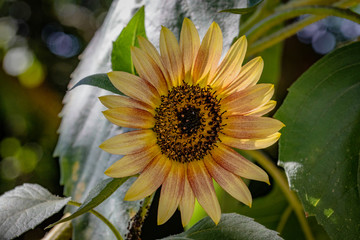 Poster - sunflower in garden