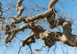 Twisted branches of a Camperdown Elm Ulmus glabra camperdownii