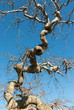 Overhead vertical deeply corkscrewed branch of Camperdown Elm, Ulmus glabra camperdownii