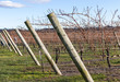 Bare espalier grapevines at winery