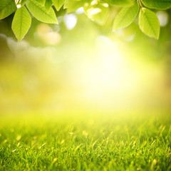 Wall Mural - Spring and nature background concept, Close up green grass field and leaf with blurred park and sunlight.