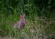 © Saptashaw - Eastern Cottontail Rabbit sitting on grass