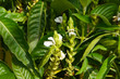 adhatoda vasica or justicia adhatoda plant