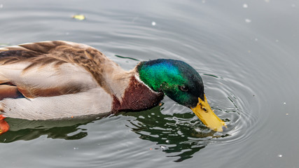 Sticker - duck in water