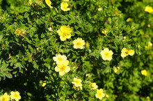 Potentilla Fruticosa Goldfinger Yellow Flower Shrub Background