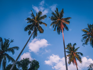 Wall Mural - Coconut palm tree