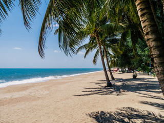 Wall Mural - coconut palm tree on the beach