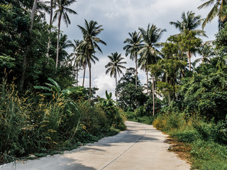 Wall Mural - Coconut palms and road